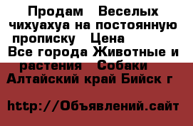 Продам.  Веселых чихуахуа на постоянную прописку › Цена ­ 8 000 - Все города Животные и растения » Собаки   . Алтайский край,Бийск г.